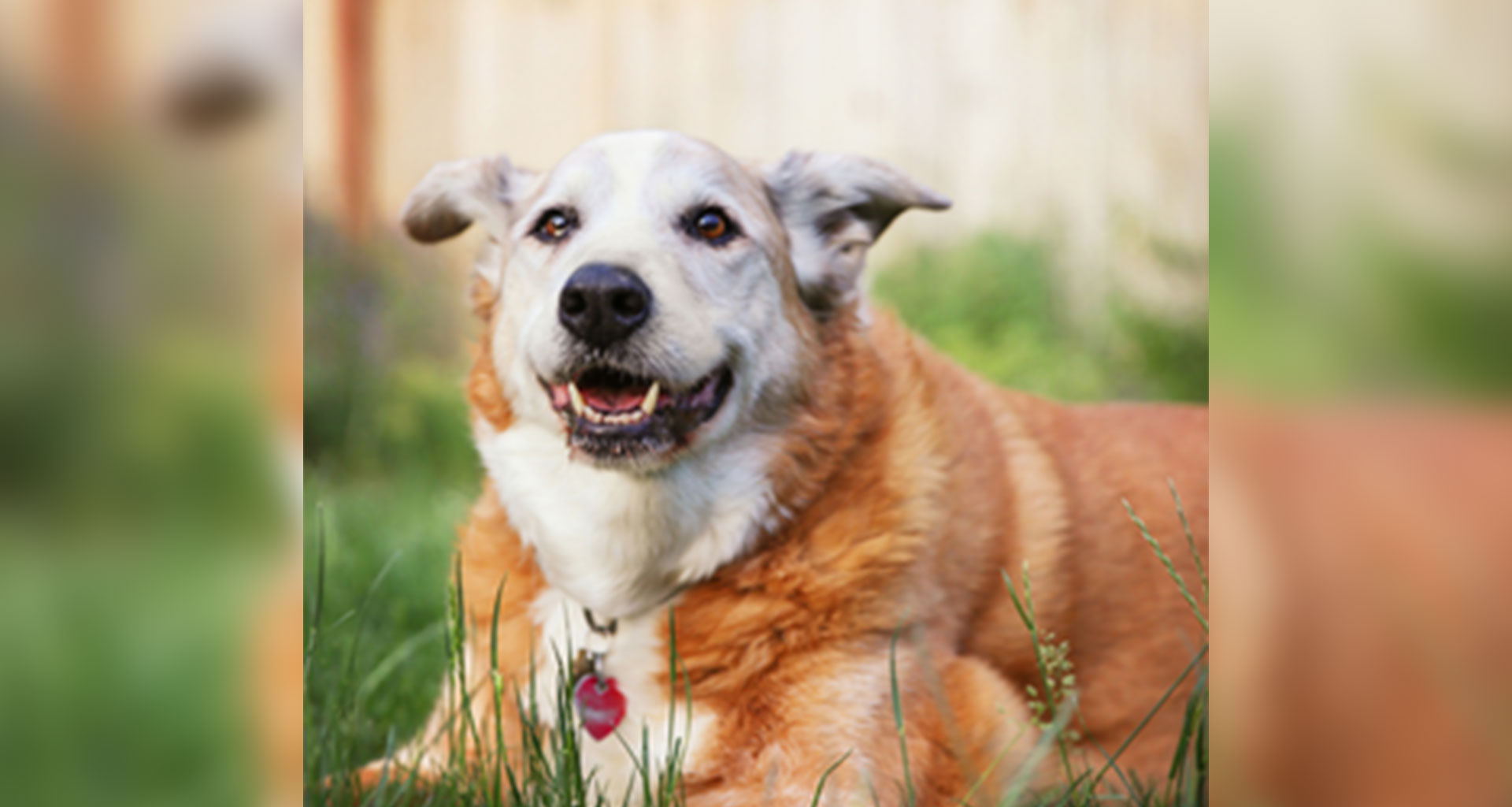 Arthritis Information Evening – Thank You!